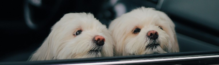 Bringing pet from China to overseas